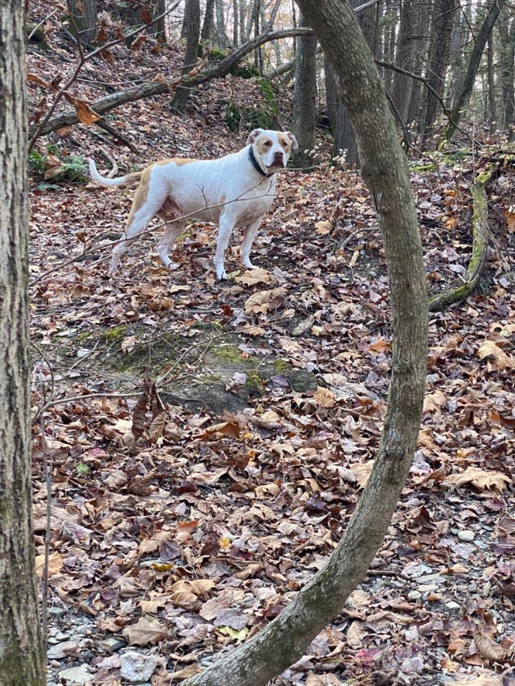 Terra Biota K9 - Customer Photo From Kristine Davis