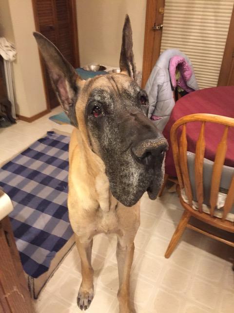 Terra Biota K9 - Customer Photo From Luv K.
