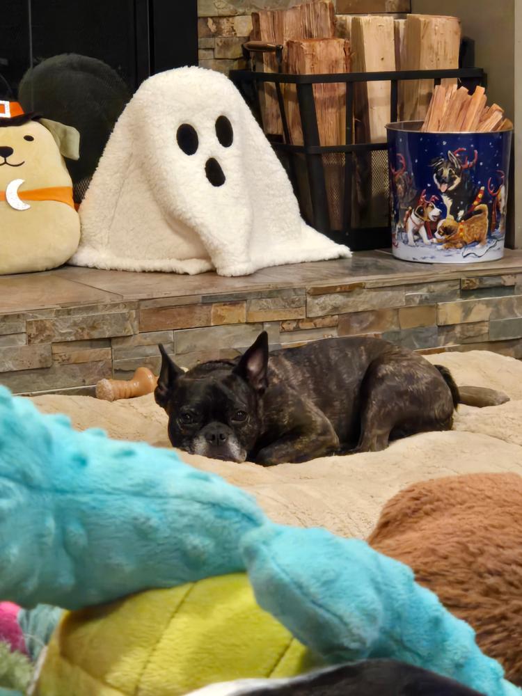 Terra Biota K9 - Customer Photo From Trista P