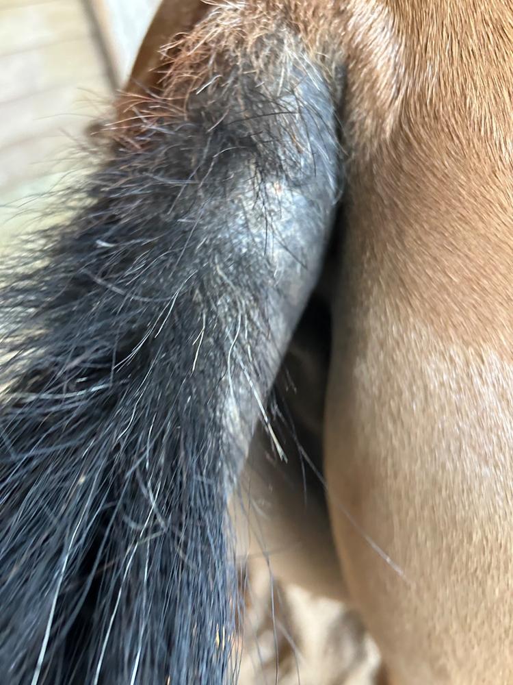 Aller-X EQ - Customer Photo From Agnes Stillfried