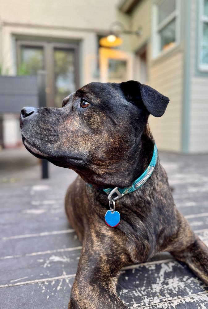 Juvenate K9 - Customer Photo From Anonymous