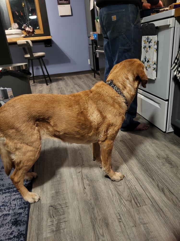 Juvenate K9 - Customer Photo From Liz 