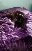 Hansel & Gretel Microfiber Fabric Purple Blanket Review