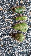 Hansel & Gretel Green Artificial Succulent Cactus Plant Review