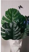 Hansel & Gretel Green Artificial Monstera Leaves Review