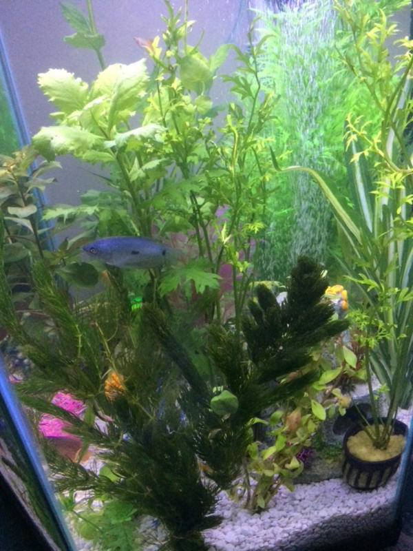 Hornwort Bunch Plant Wetplants