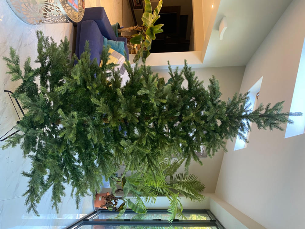 Grandis Fir Christmas Tree 240cm / 8ft | Kaemingk Everlands - Customer Photo From Wesley Babajews