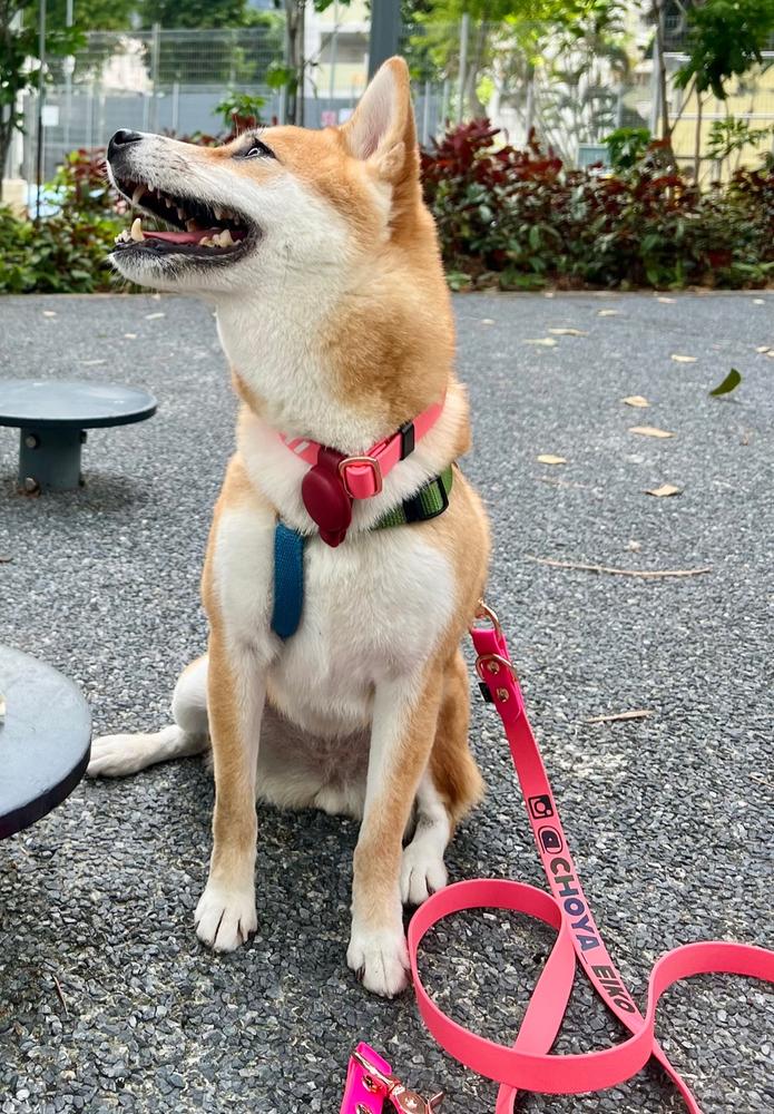 Waterproof Adjustable Collar with Side Release Buckle - Customer Photo From Jaq Sassoon