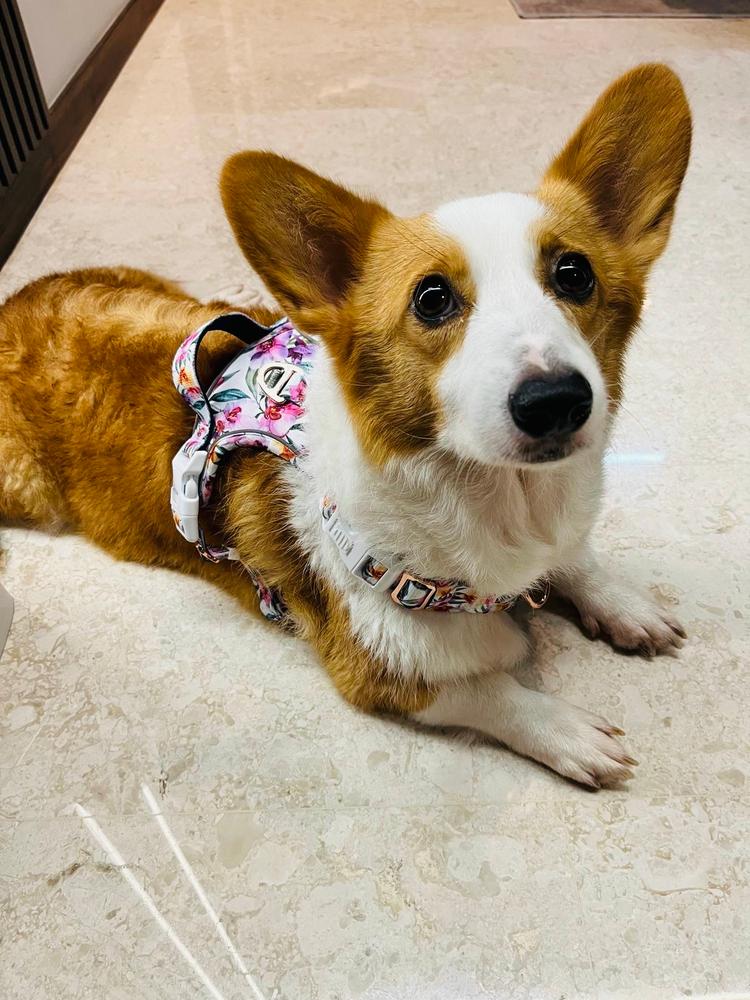 Active Harness - Orchid - Customer Photo From Happy