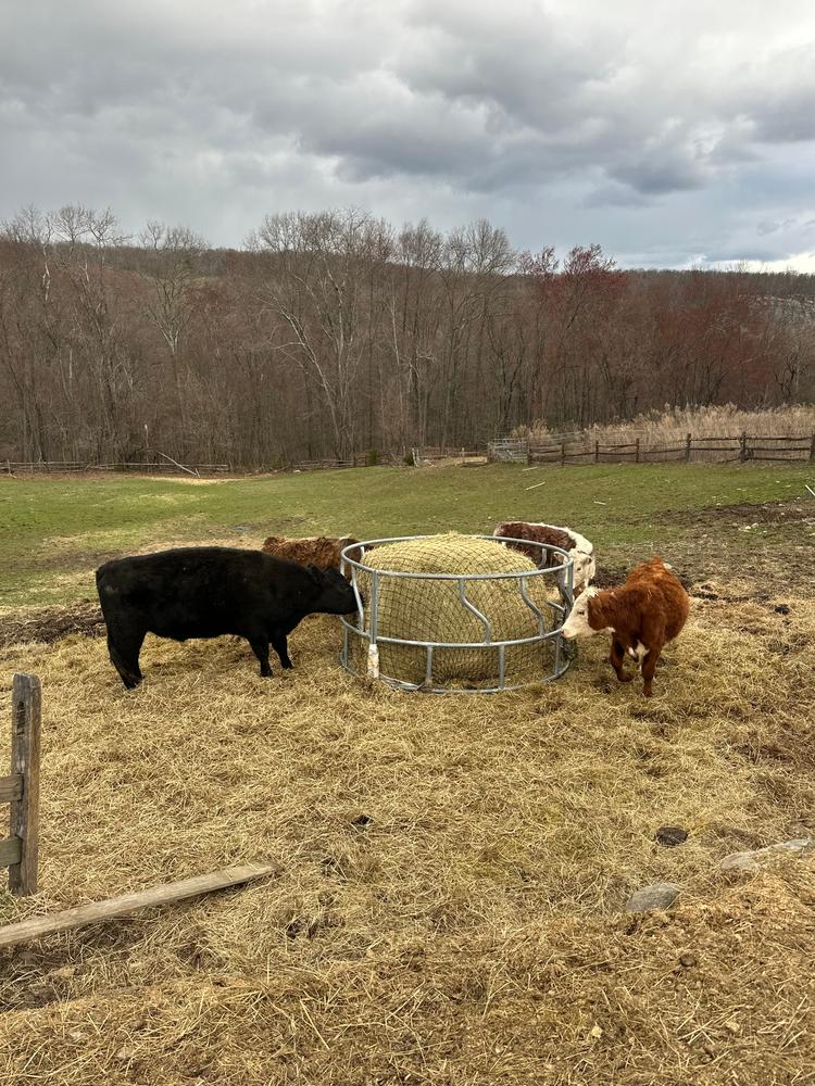 Livestock Round Bale Hay Net - 3" Holes - Customer Photo From Amy Weiss