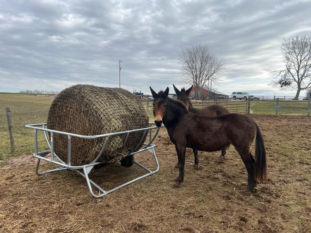 Hay Net for Tarter Equine Hay Basket (Basket Sold Separately) - Customer Photo From tim fleming