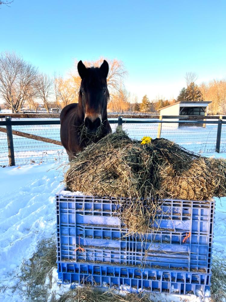 Round Bale Hay Net - Customer Photo From Holly Jelley