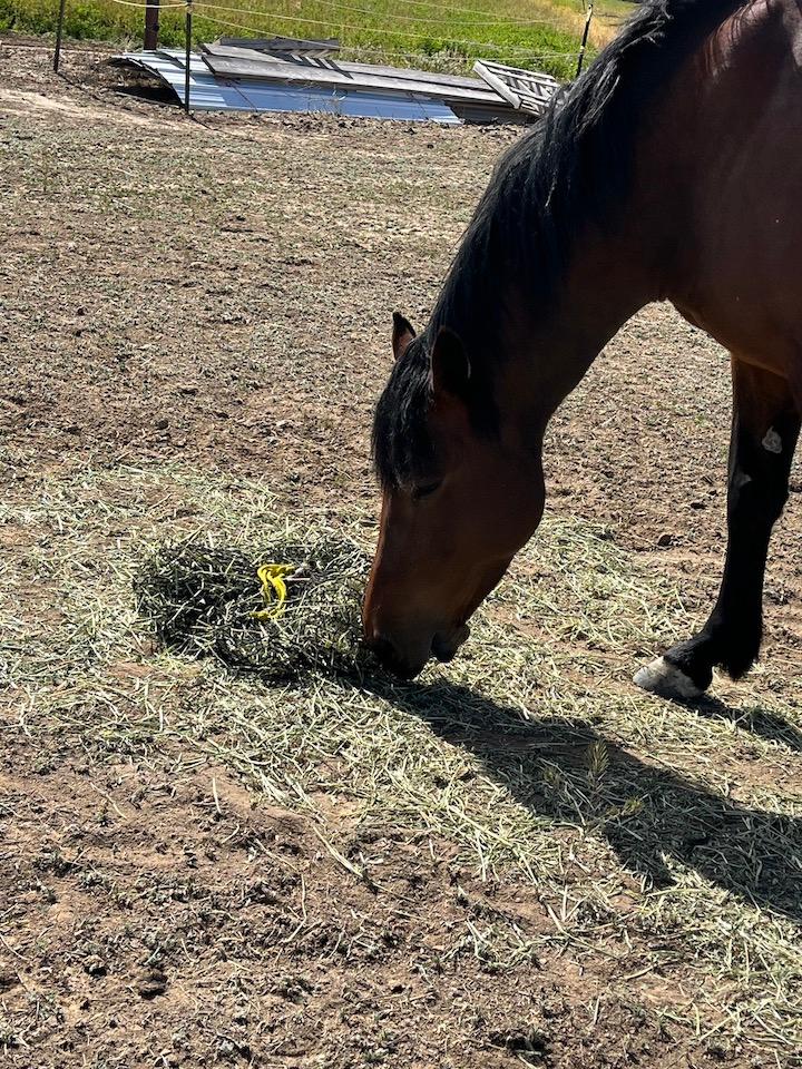 Small Hay Net - Customer Photo From Barbara