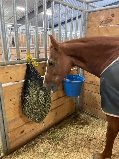 Small Hay Net - Customer Photo From Michelle Sterner McNutt