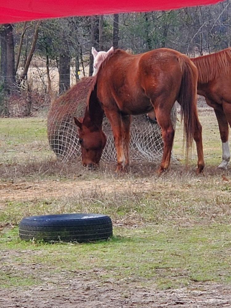 Heavy Gauge Round Bale Hay Net - Customer Photo From Marcia Hippey