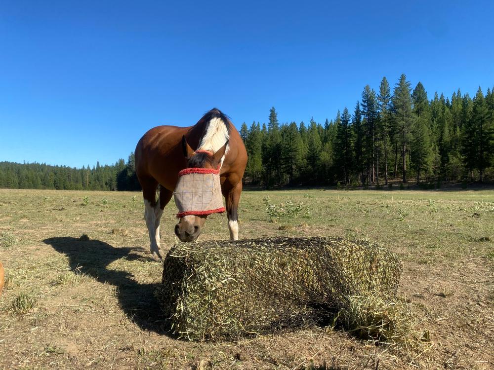 3 String Square Bale Hay Net - Customer Photo From Sutter Rogers