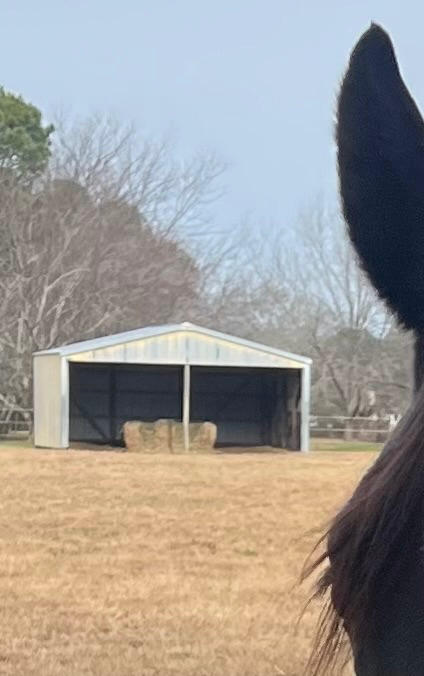 Large Square Bale Hay Net - Customer Photo From Nancy Hargis