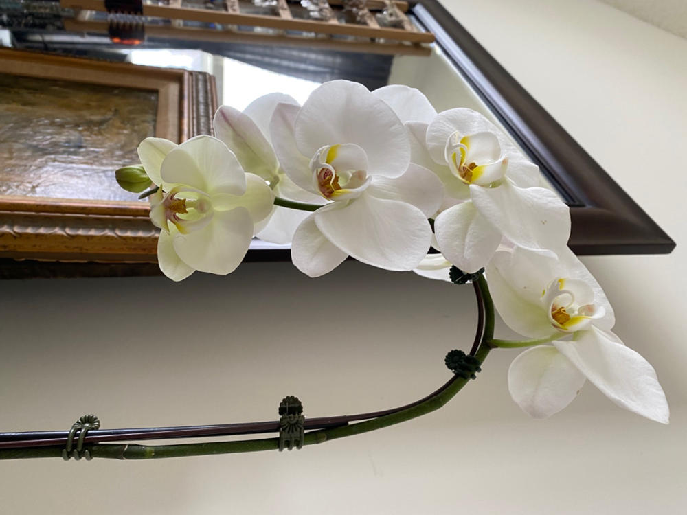 Phalaenopsis Orchid White Plant - Customer Photo From John Johansen