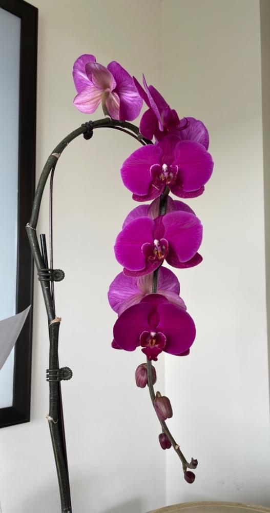 Purple Orchid Plant - Customer Photo From Claudia Cardozo