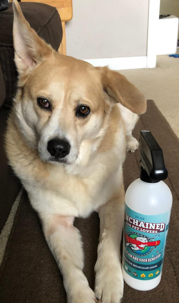 UNCHAINED Urine Stain Odor Eliminator for Pet Owners - Customer Photo From Ashlei