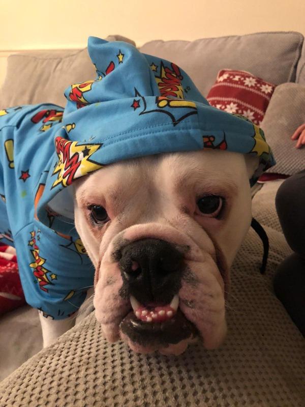 Fashion Dog Zip-Up Hoodie - AOP - Customer Photo From Johnny