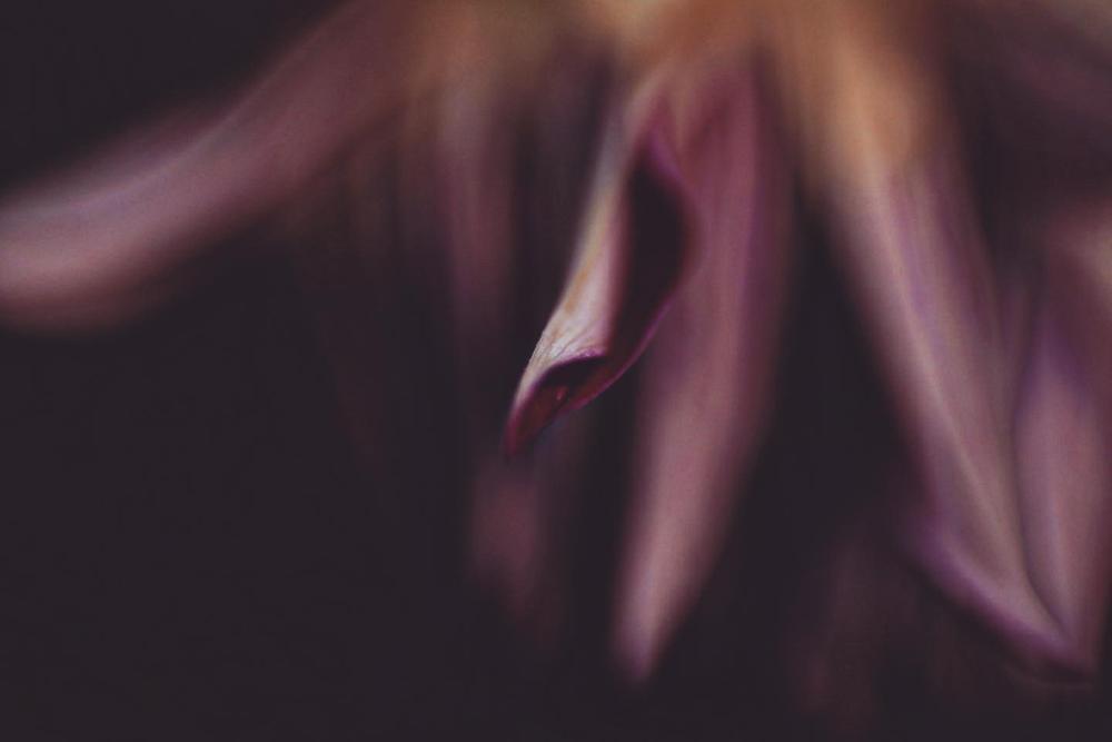 Velvet 56 | Creative Portrait Camera Lens | Lensbaby
