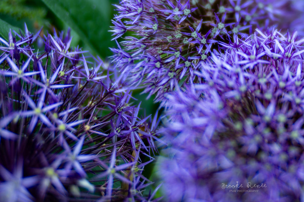 Composer Pro II With Edge 50 Optic | Camera Lens | Lensbaby