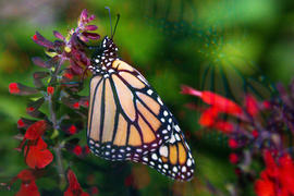 Lensbaby OMNI Creative Filter System Review