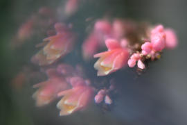 Lensbaby OMNI Creative Filter System Review