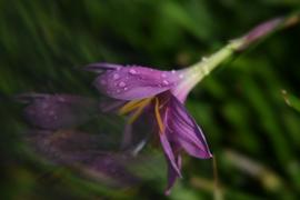 Lensbaby OMNI Creative Filter System Review