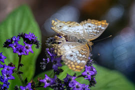 Lensbaby OMNI Creative Filter System Review