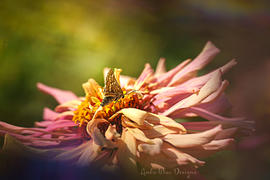 Lensbaby OMNI Crystal Expansion Pack Review