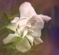 Lensbaby OMNI Color Expansion Pack Review