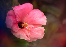 Lensbaby OMNI Color Expansion Pack Review