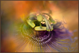 Lensbaby OMNI Color Expansion Pack Review