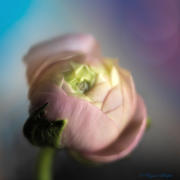 Lensbaby OMNI Color Expansion Pack Review