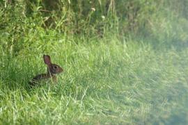 Lensbaby OMNI Small or Large Ring Review