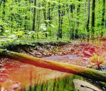 Lensbaby OMNI Small or Large Ring Review