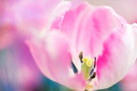 Lensbaby OMNI System Bundle Review