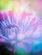 Lensbaby OMNI System Bundle Review