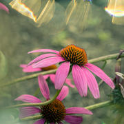 Lensbaby OMNI System Bundle Review