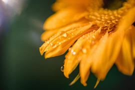 Lensbaby OMNI System Bundle Review