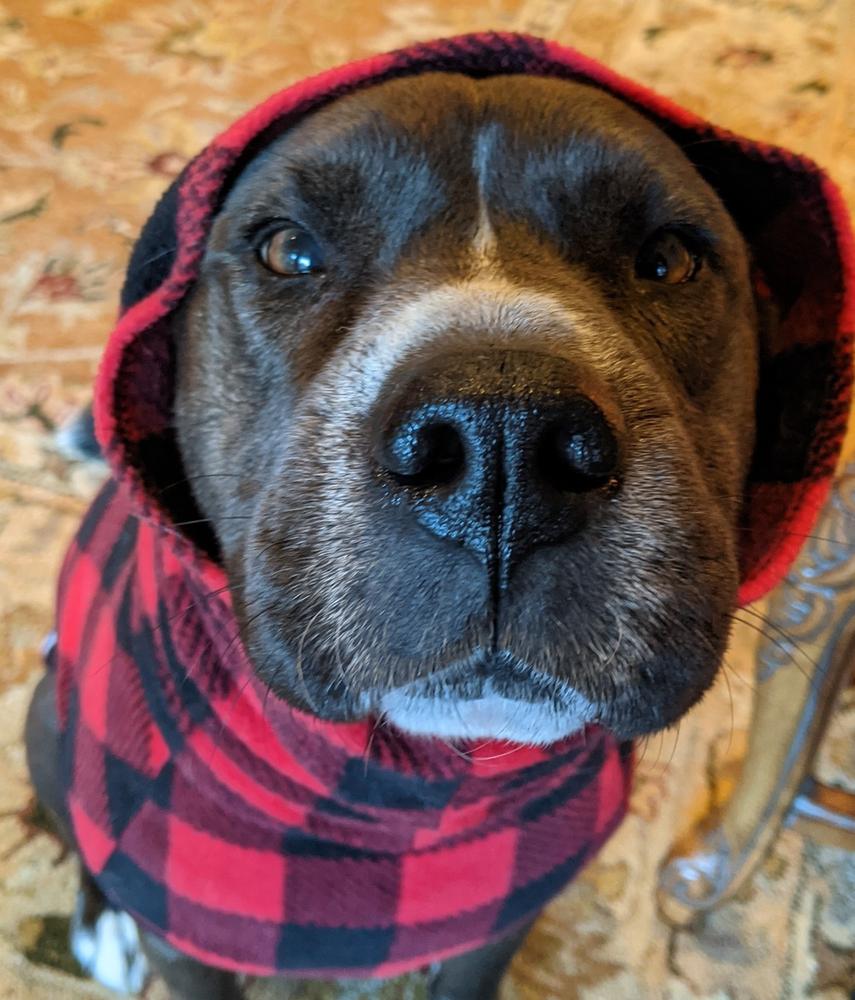 buffalo plaid dog shirt