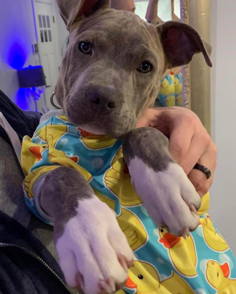 rubber ducky dog pajamas