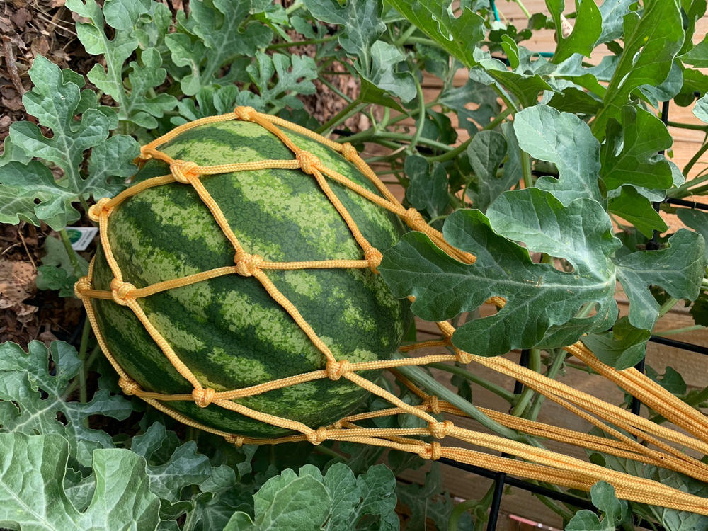 Melon Cradles - Customer Photo From Jaime Philp