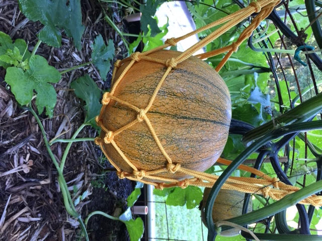Melon Cradles - Customer Photo From Paula Murphy