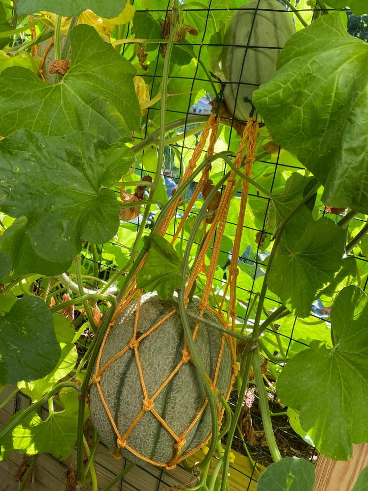 Melon Cradles - Customer Photo From Richard Smith