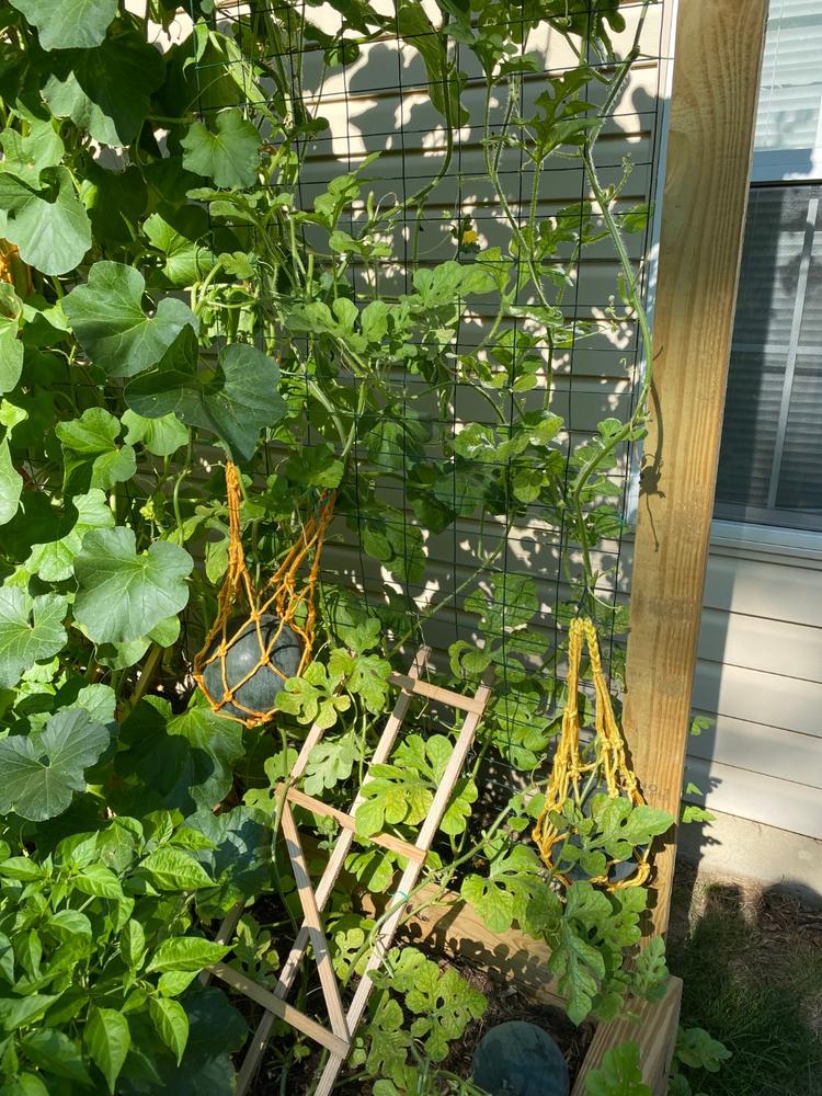 Melon Cradles - Customer Photo From Richard Smith