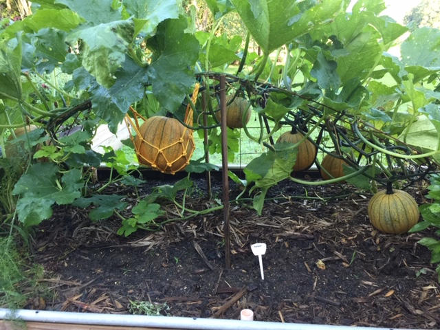 Melon Cradles - Customer Photo From Paula Murphy