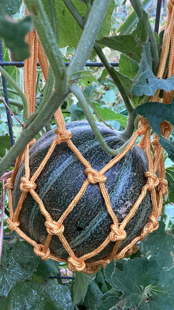 Melon Cradles - Customer Photo From Aracelis Marley